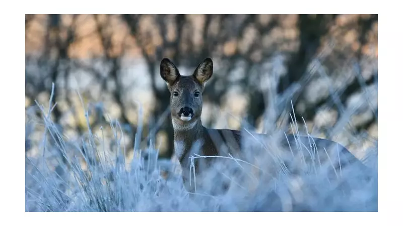 Lancashire Wildlife Trust's £1 Christmas Appeal to Rescue Local Nature