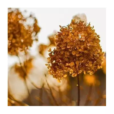 10-Minute Winter Task Ensures Hydrangeas Bounce Back Healthier