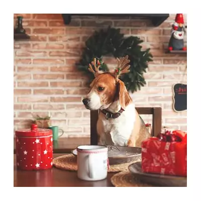 Amazon slashes 25% off Pedigree Christmas Dog Socks as 5,000+ sell in a month