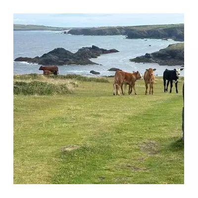 Cornwall farmer fined £12k after cows attack dog walker, 75, on coastal path