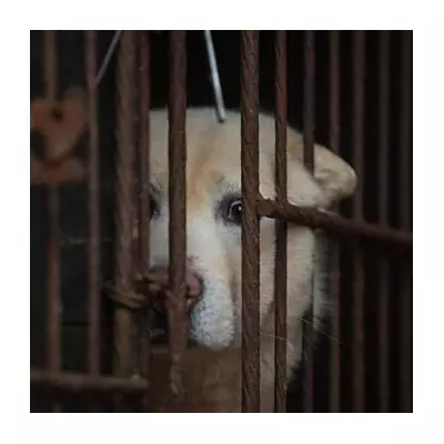 England's 'Biggest' Animal Welfare Crackdown Targets Puppy Farms & Dog Attacks