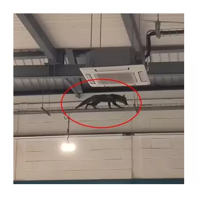 Fox Rescued After Three Days Roaming Roof of Worcester Gym
