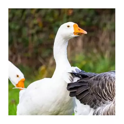 Geese Stolen from Newport Park Feared Taken for Christmas Dinner