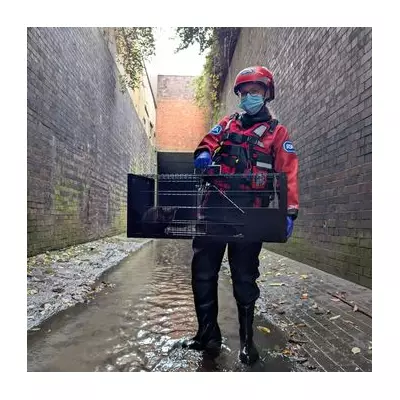 Kitten Survives 3 Days in Birmingham Sewer, Rescued After Cries Alert Public