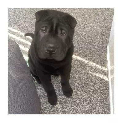 Man jailed for 18 months after stabbing seven-month-old puppy to death