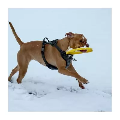 Met Office Forecasts Snow in Christmas Week After 15-Year White Christmas Drought