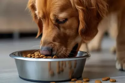 New Year Resolutions for Pets: How a Subscription Can Transform Their Diet