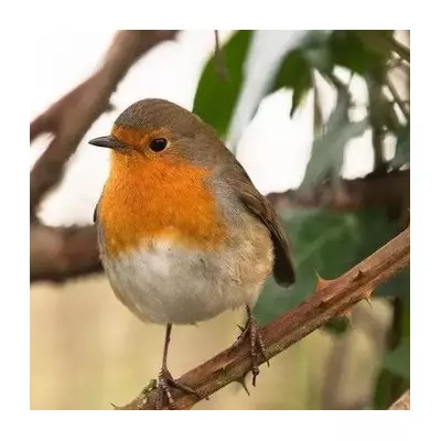 Owl Hoots Cause Robins to Eat Less on Migration, Study Finds