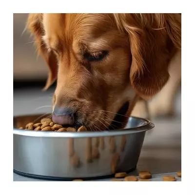 Pet Owners Save 10% on Vet-Approved Food with Animed's Subscription Service