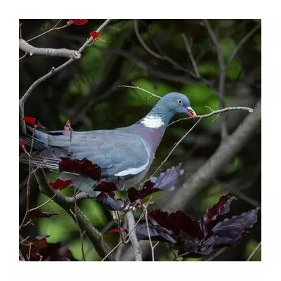 RHS warns pigeons pose severe threat to winter gardens and crops