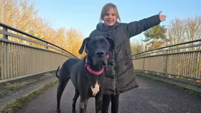 Somerset Girl & Her Great Dane Inspire 2026 Dog Walk Charity Challenge
