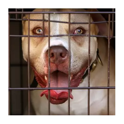 Vets Issue Urgent Warning Over Dogs That Smell Like Fish