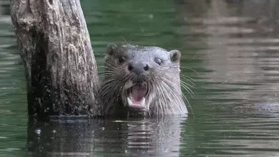 Yorkshire Wildlife Trust's Remarkable Year: Otters, Orchids & Oysters