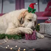 10 Festive Truths Only a Brummie Will Understand This Christmas