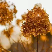 10-Minute Winter Task Ensures Hydrangeas Bounce Back Healthier