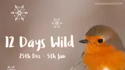 12 Days Wild: Lancashire's Festive Nature Challenge Returns
