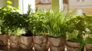 6 Best Herbs to Grow on Your Windowsill for Year-Round Flavour