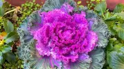 Alan Titchmarsh's Garden Ban: Purple Ornamental Kale is a 'Weirdo'