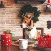 Amazon slashes 25% off Pedigree Christmas Dog Socks as 5,000+ sell in a month