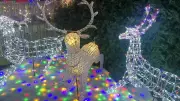 Bedfordshire Couple's Festive Lights Aim for £50k Hospice Milestone