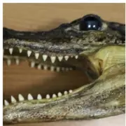 Birmingham dad's eBay alligator head smuggling plot foiled at airport