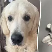 Birmingham Dog Milo Survives After Swallowing Ceramic Christmas Decoration