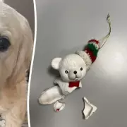 Birmingham Dog's Lucky Escape After Swallowing Ceramic Christmas Bauble
