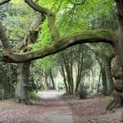 Birmingham's Final Sunday of 2025: Mild but Damp with 11C High