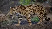 Chester Zoo Welcomes Jaguar Duo to Pioneering Retirement Habitat