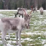 Christmas Reindeer Grotto Near Birmingham: Festive Fun 20 Mins Away