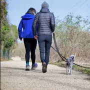 Dog Walk Warning: Stick to 11am-3pm Rule as Temperatures Plunge to -4°C