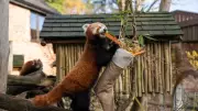 First Christmas for Tiger and Red Panda Cubs at West Midlands Safari Park