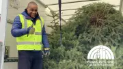 Manchester's 2026 Treecycle: Register Now for Eco-Friendly Christmas Tree Collection