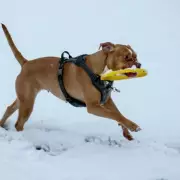 Met Office Forecast: Dry and Cold Christmas Day 2025, Snow Unlikely