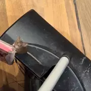 Mouse Spotted at Bullring's Batch'd Stall: Chain Blames City Bin Strikes