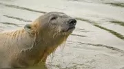 Polar Bear Brodie Arrives at Yorkshire Wildlife Park for Brotherly Reunion