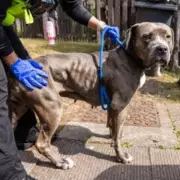 Rescued Cane Corso Bella Seeks Forever Home After Birmingham Drugs Den Ordeal