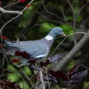 RHS warns pigeons pose severe threat to winter gardens and crops