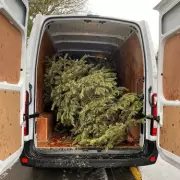 Solihull's 3 Ways to Recycle Your Real Christmas Tree in 2025