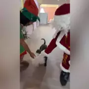 Staffie Pup Steals Santa's Beard in 10-Minute Christmas Chase