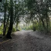 Tories Pledge to Revive 'Dying' Sutton Park with Trust and Free Parking