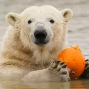 Two Paragliders' Lucky Escape from Polar Bears at Peak Wildlife Park