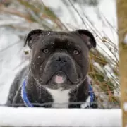 UK Braces for -2C Christmas Snow Storm as Three English Counties Face Worst