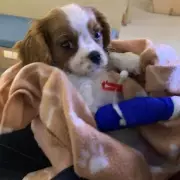 UK Government Unveils Sweeping Animal Welfare Reforms, Bans Puppy Farms