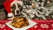 Vet Alert: 5 Festive Foods That Could Harm Your Pet This Christmas