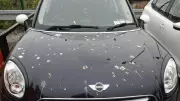 Vinegar Solution: Stop Bird Droppings Damaging Your Car Paint
