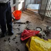 Wolverhampton Breeder Jailed for Animal Cruelty After Dogs Found Starved