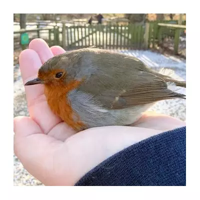 Chilly Robin Snuggles into Visitor's Hair at Yorkshire Wildlife Park