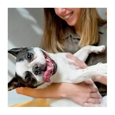 Dog Trainer Warns 5 Popular Breeds Are 'Overrated' Due to Health & Behaviour Issues