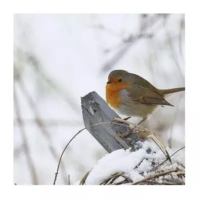 How to Attract Robins to Your Garden This Winter: 5 Essential Foods